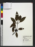 Neolitsea sericea (Blume) Koidz. var. aurata (Hayata) Hatusima sl