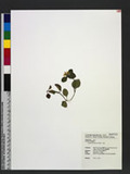 Lysimachia japonica Thunb. pX