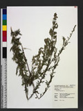 Artemisia indica W...