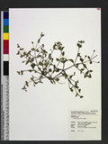 Hedyotis diffusa Willd. wg
