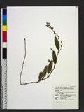 Tadehagi triquetrum (L.) H. Ohashi subsp. pseudotriquetrum (DC.) H. Ohashi Ī