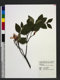 Rhododendron mariesii Hemsl. & E. H. Wilson us