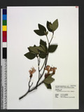 Rhododendron mariesii Hemsl. & E. H. Wilson 守城滿山紅