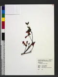 Rhododendron simsi...
