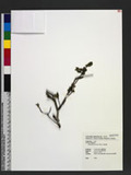 Rhododendron simsi...
