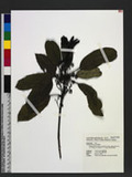 Daphniphyllum glaucescens Blume subsp. oldhamii (Hemsl.) T. C. Huang var. oldhamii T. C. Huang ַ