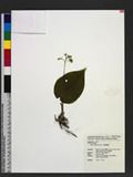 Liparis cordifolia Hook. f. ߸Ϧջ[
