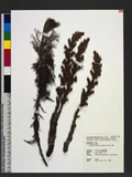 Orobanche caerulescens Stephan ex Willd. C