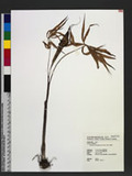 Arisaema consanguineum Schott ѫnP
