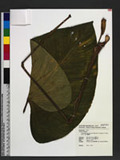 Schismatoglottis kotoensis (Hayata) T. C. Huang, J. Y. Hsiao & Z. Y. Yeh 