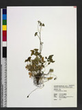 Coptis quinquefolia Miq. xs