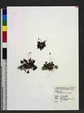 Shortia rotundifolia (Maxim.) Makino ˧Zt