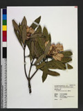 Rhododendron formosanum Hemsl. OWY