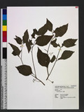 Solanum nigrum L. ...