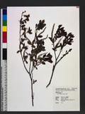 Salix warburgii O. Seem. h