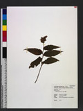 Smilacina japonica A. Gray 
