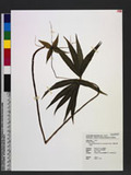 Paris polyphylla Smith var. stenophylla Franch. UC@K