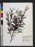 Chamaecrista mimosoides (L.) Greene tۯ