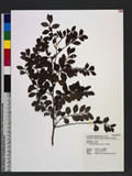 Phyllanthus multiflorus Willd. hoa