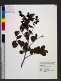 Phyllanthus multiflorus Willd. hoa