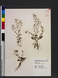 Capsella bursa-pastoris (L.) Medic. 