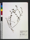 Hypericum japonicum Thunb. ex Murray aկ