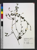 Senecio crataegifolia Hayata p`