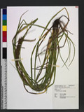 Carex daibuensis Hayata jZJW