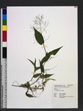 Panicum brevifolium L. u