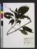 Hemiboea bicornuta (Hayata) Ohwi 