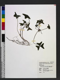 Oxalis acetosella L. subsp. griffithii (Edgew. & Hook. f.) Hara var. formosana (Terao) Huang OWs`