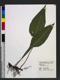 Leptochilus decurrens Blume ܿ