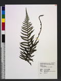 Polystichum parvipinnulum Tagawa yտ