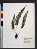 Polystichum nepalense (Sprengel) C. Chr. nտ