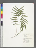 Pteris vittata L. \