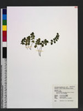 Lindsaea orbiculata (Lam.) Mett. ex Kuhn var. commixta (Tagawa) W.C. Shieh q