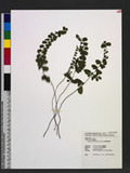 Lindsaea orbiculata (Lam.) Mett. ex Kuhn 긭