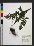 Pteris semipinnata L. bе