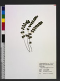 Lindsaea orbiculata (Lam.) Mett. ex Kuhn var. commixta (Tagawa) W.C. Shieh q