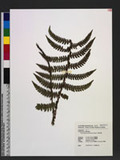 Polystichum parvipinnulum Tagawa yտ