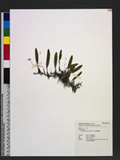 Bulbophyllum retusiusculum Reichb. f. ä