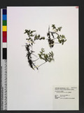 Mecodium polyanthos (Sw.) Copel. ӸF