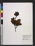 Rhaphiolepis indica (L.) Lindl. ex Ker var. umbellata (Thunb. ex Murray) H. Ohashi p۴