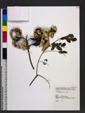 Adenanthera pavonina L. ճ