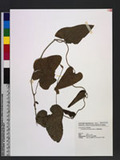 Aristolochia heterophylla Hemsl. ¹a