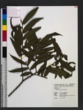 Eurya strigillosa Hayata 粗毛柃木