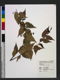 Gaultheria cumingiana Vidal կ]
