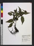 Saussurea glandulosa Kitamura sC쭻