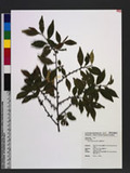 Eurya loquaiana Dunn 細枝柃木