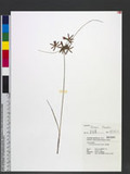 Pycreus flavidus (...